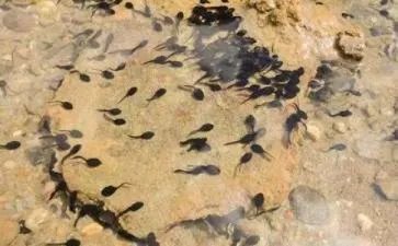 经典故事：小蝌蚪找妈妈