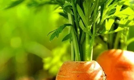 春分适合吃什么食物？