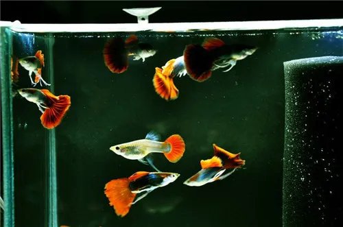 凤尾鱼怎么养 养凤尾鱼的三大要求介绍