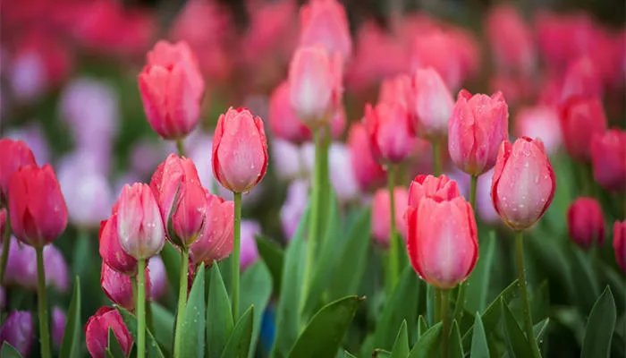 郁金香花期有多长 郁金香花期多少天
