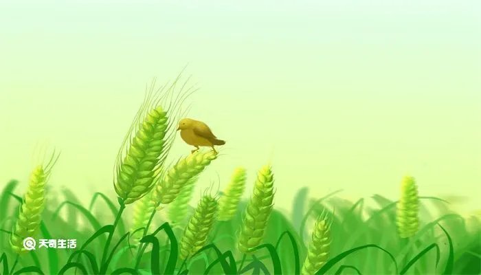 关于小满的人生哲理