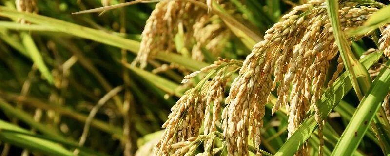 春种一粒粟全诗拼音