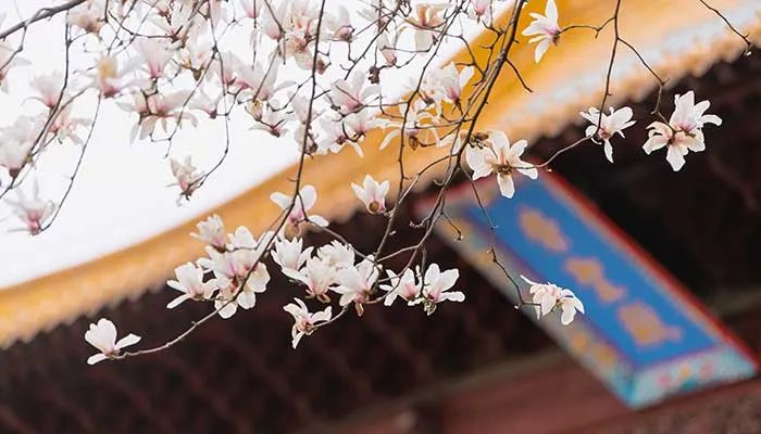 玉兰花花语 玉兰花花语是什么