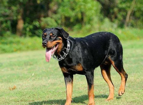 什么狗狗最聪明？狗的智商排名大全（附图片）