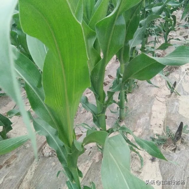 今天全国项城天气查询