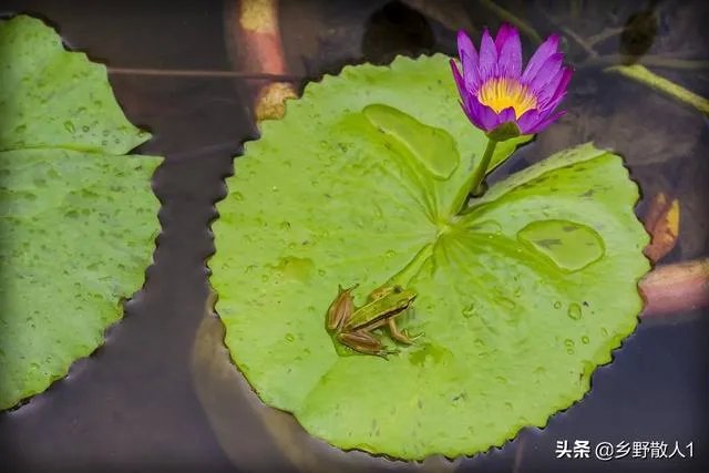 上联:请？下联:鱼虾月中游？