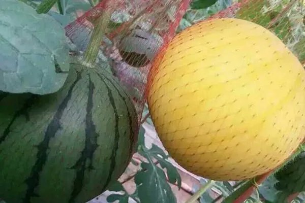 洛阳特产有哪些?