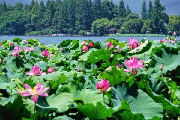 杭州西湖荷花什么时候开