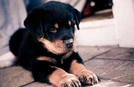 狗狗智商排名,79只最聪明的狗狗排名大全(泰迪第二)