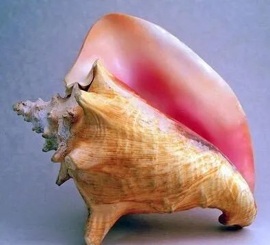 海螺珠是什么？和珍珠有什么区别？