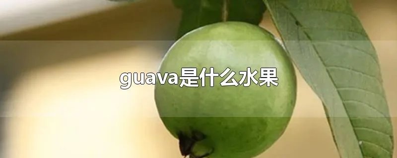 guava是什么水果