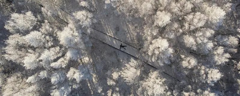 四年级下册白桦课文主要内容