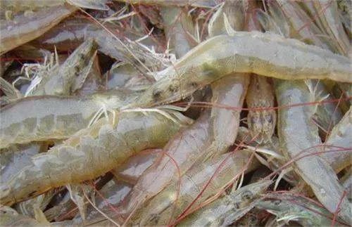 南美白对虾和对虾有什么区别