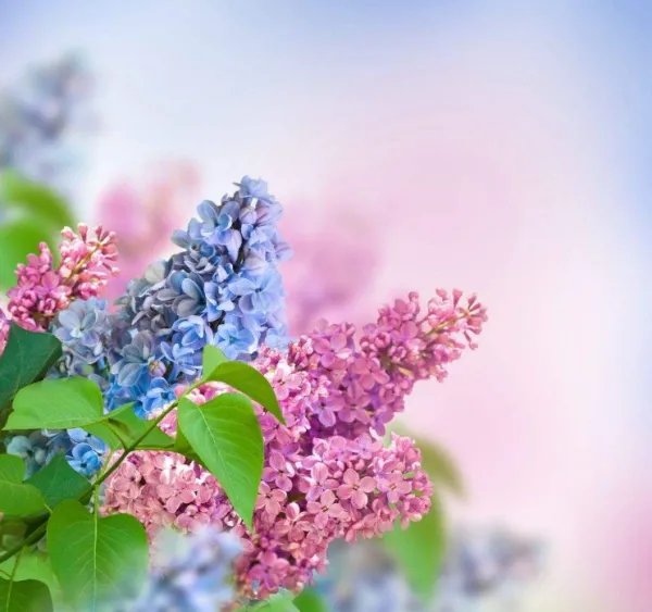 丁香及丁香结是什么