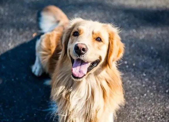 什么狗狗最聪明？狗的智商排名大全（附图片）