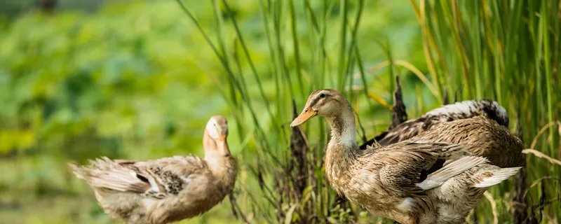 抓鸭子是什么梗 抓鸭子是什么意思