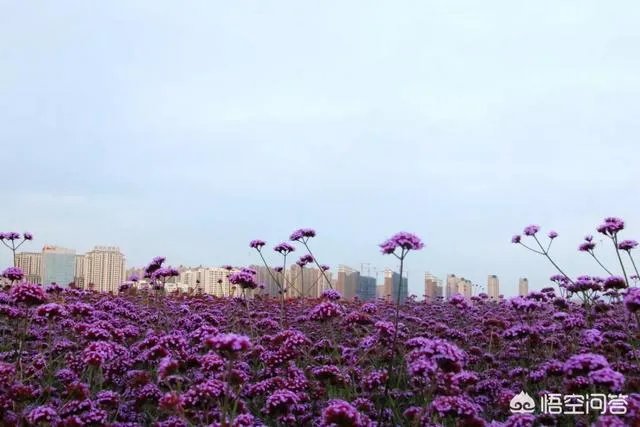 包头这个城市美不美？