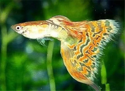 凤尾鱼怎么养 养凤尾鱼的三大要求介绍