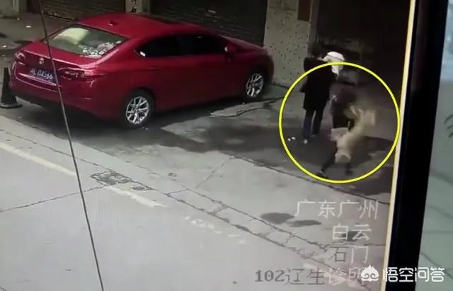 广州一女子被高空掉落的狗砸成重伤你怎么看?