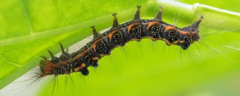 毛毛虫变蝴蝶的过程是什么 毛毛虫怎么变蝴蝶