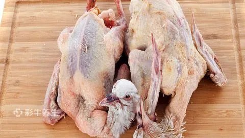 鸽子肉的功效和作用