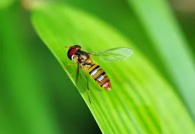 蝇组词四字词语。。。。。。。