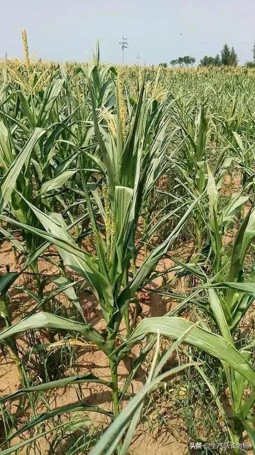 今天全国项城天气查询