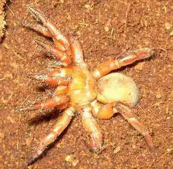 活板门蛛的简介