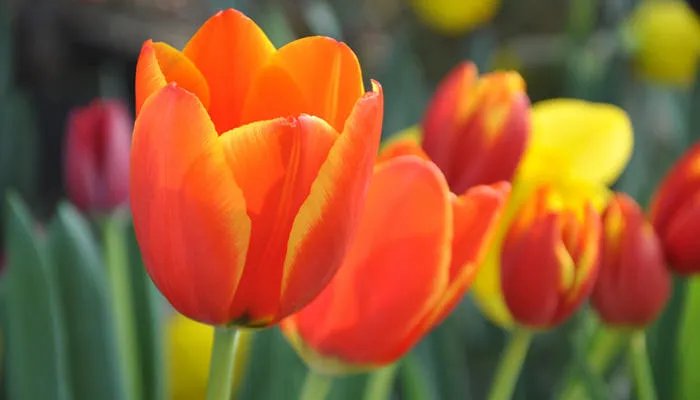 郁金香花期有多长 郁金香花期多少天