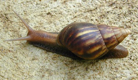 非洲大蜗牛可以吃吗