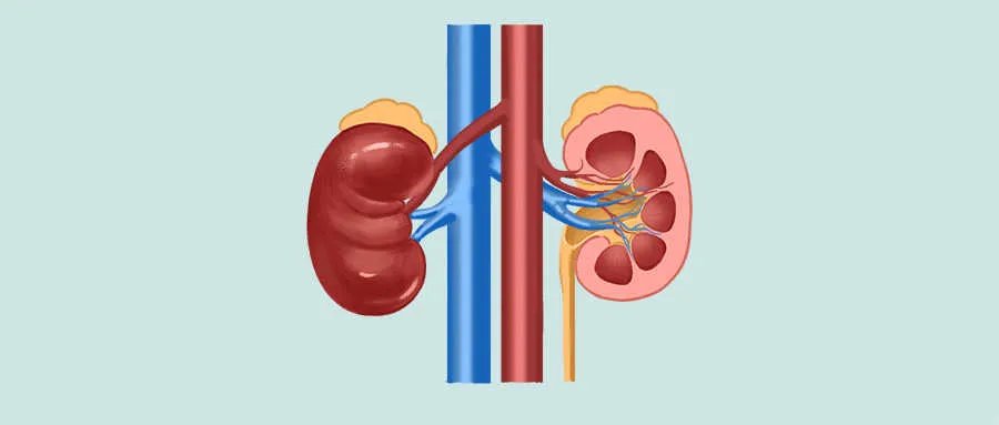 龙胆泻肝丸的作用与功效