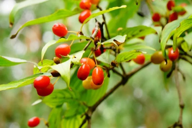山茱萸图片大全