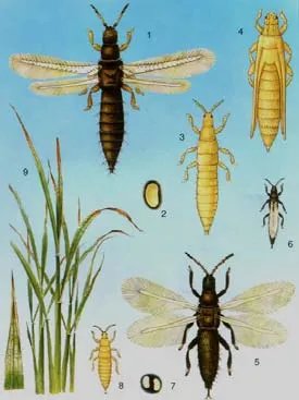 农作物上，蔬菜上有一种虫叫juma是什么虫?用什么农药杀这种虫？