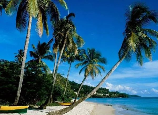 植物如何传播种子举例子