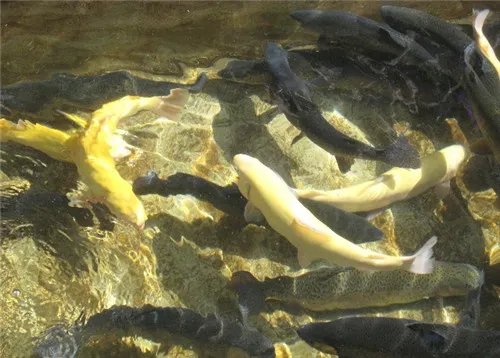 虹鳟鱼价格 虹鳟鱼怎么做好吃