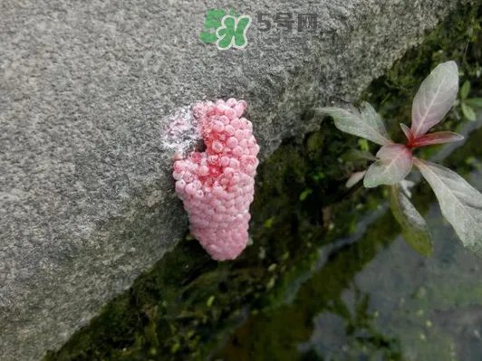 福寿螺卵怎么孵化?福寿螺卵多久孵化?