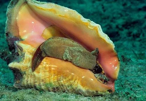 海螺珠是什么？和珍珠有什么区别？