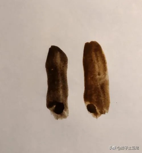 冷棕色怎么调？