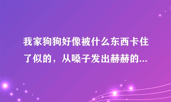 我家狗狗好像被什么东西卡住了似的，从嗓子发出赫赫的声音，好像在往外卡东西.怎么回事？