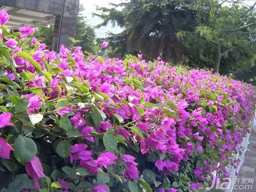 三角梅图片欣赏