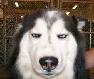 求推荐一些可爱的QQ头像？