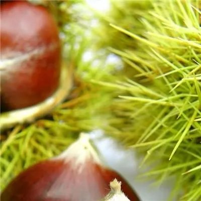 茯苓的功效与作用