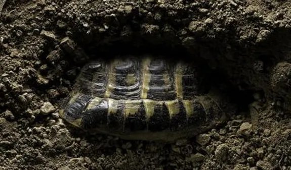 动物冬眠的方式有哪些？