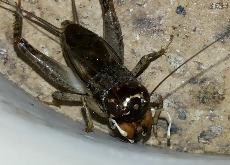 山东现天价蛐蛐 售价11万背后暗藏秘密