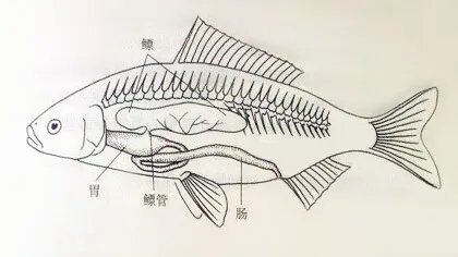 鱼鳔是什么东西