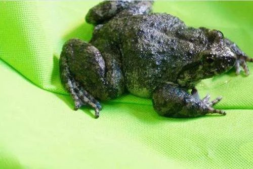 两栖动物有哪些?