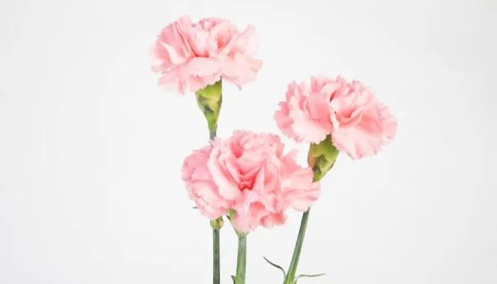 感恩节2021年是几月几日