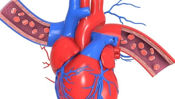 血管硬化怎么办