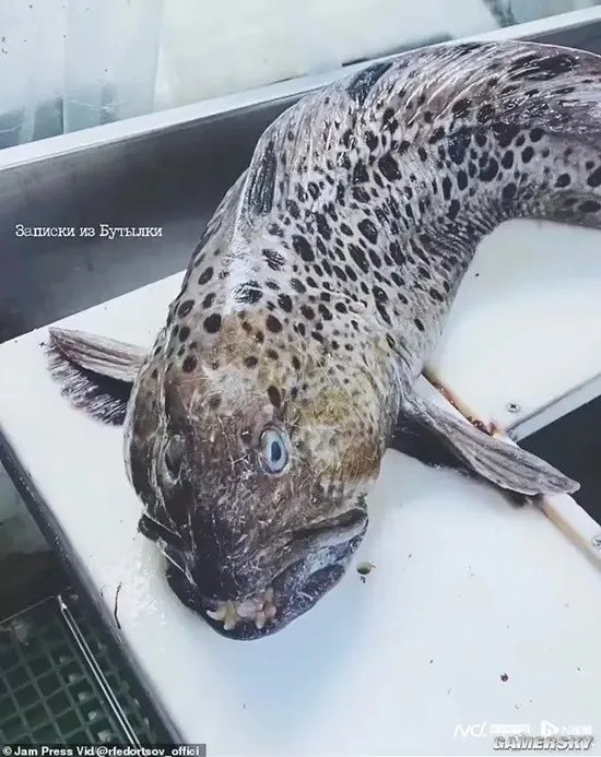 俄罗斯海岸惊现深海恐怖怪鱼 满嘴利牙像外星生物