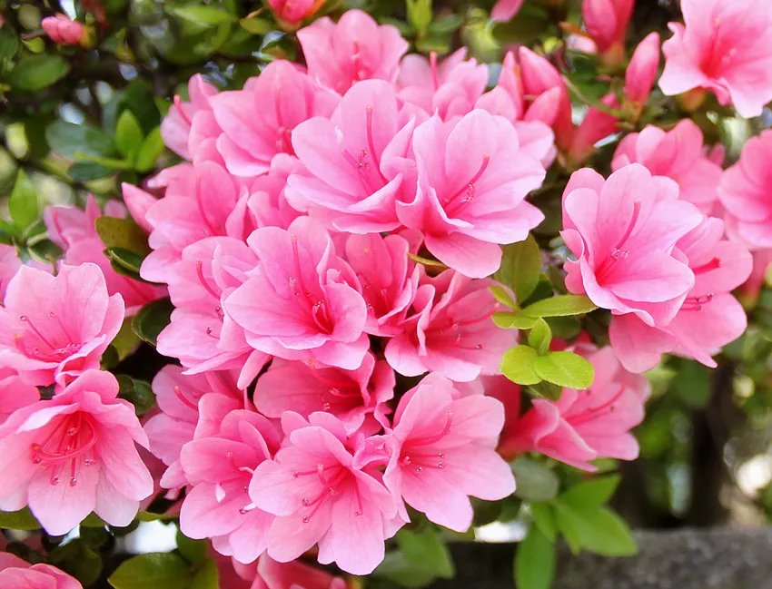 杜鹃花图片大全 杜鹃花养殖方法